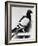 U.S. Army Carrier Pigeon-Philip Gendreau-Framed Photographic Print