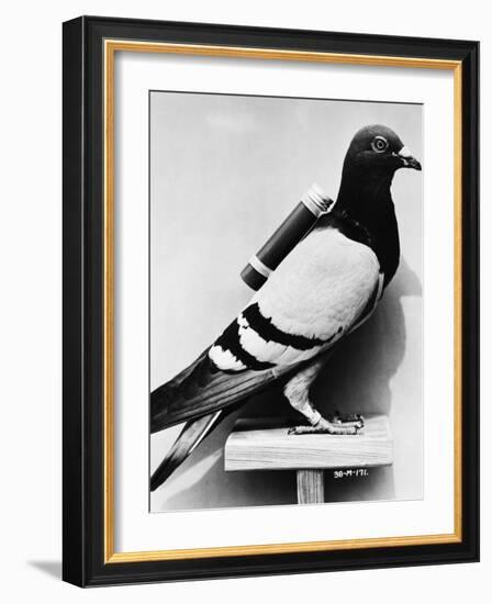 U.S. Army Carrier Pigeon-Philip Gendreau-Framed Photographic Print