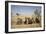 U.S. Marines Watch as Ch-53E Super Stallion Helicopters Land in a Field-null-Framed Photographic Print