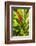 U.S. Virgin Islands, St. Thomas. St. Peter, Heliconia-Walter Bibikow-Framed Photographic Print