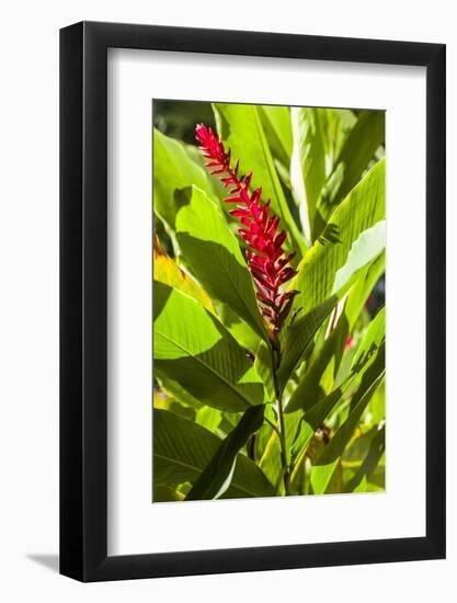 U.S. Virgin Islands, St. Thomas. St. Peter, Heliconia-Walter Bibikow-Framed Photographic Print