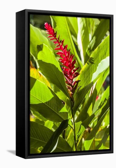 U.S. Virgin Islands, St. Thomas. St. Peter, Heliconia-Walter Bibikow-Framed Premier Image Canvas