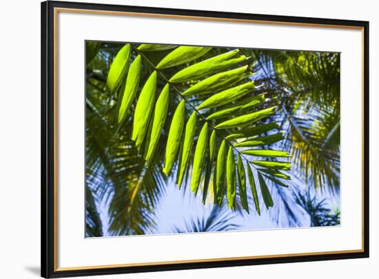 U.S. Virgin Islands, St. Thomas. St. Peter, tropical vegetation-Walter Bibikow-Framed Photographic Print