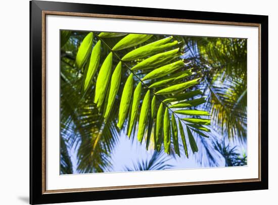 U.S. Virgin Islands, St. Thomas. St. Peter, tropical vegetation-Walter Bibikow-Framed Photographic Print