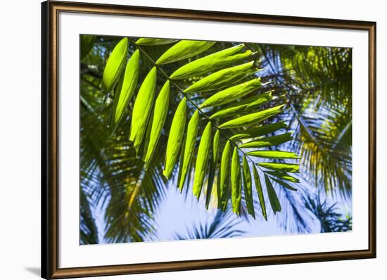 U.S. Virgin Islands, St. Thomas. St. Peter, tropical vegetation-Walter Bibikow-Framed Photographic Print