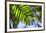 U.S. Virgin Islands, St. Thomas. St. Peter, tropical vegetation-Walter Bibikow-Framed Photographic Print