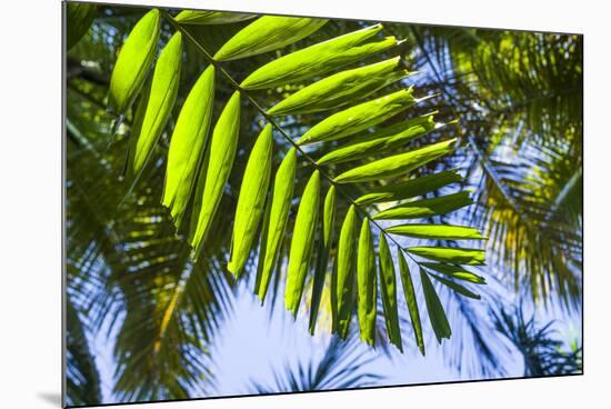 U.S. Virgin Islands, St. Thomas. St. Peter, tropical vegetation-Walter Bibikow-Mounted Photographic Print