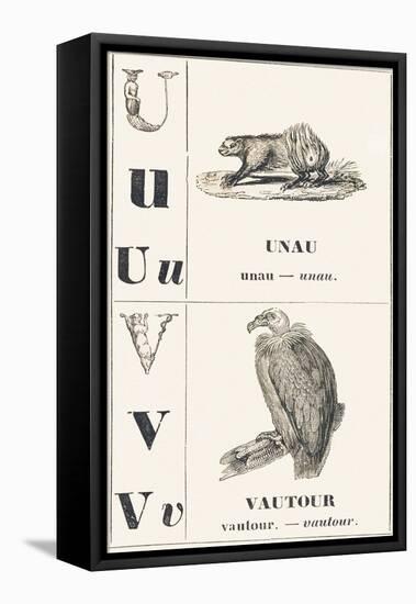 U V: Unau — Vulture, 1850 (Engraving)-Louis Simon (1810-1870) Lassalle-Framed Premier Image Canvas