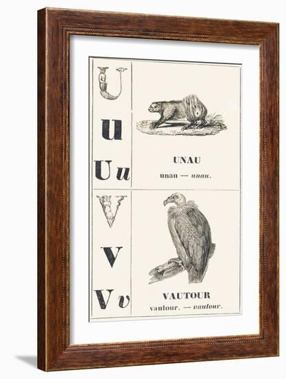 U V: Unau — Vulture, 1850 (Engraving)-Louis Simon (1810-1870) Lassalle-Framed Giclee Print