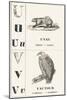 U V: Unau — Vulture, 1850 (Engraving)-Louis Simon (1810-1870) Lassalle-Mounted Giclee Print