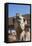 UAE, Al Ain. Jabel Hafeet, Al Ain Camel Market-Walter Bibikow-Framed Premier Image Canvas