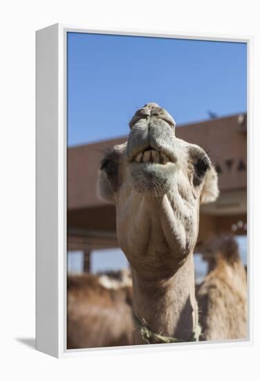 UAE, Al Ain. Jabel Hafeet, Al Ain Camel Market-Walter Bibikow-Framed Premier Image Canvas