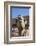 UAE, Al Ain. Jabel Hafeet, Al Ain Camel Market-Walter Bibikow-Framed Photographic Print