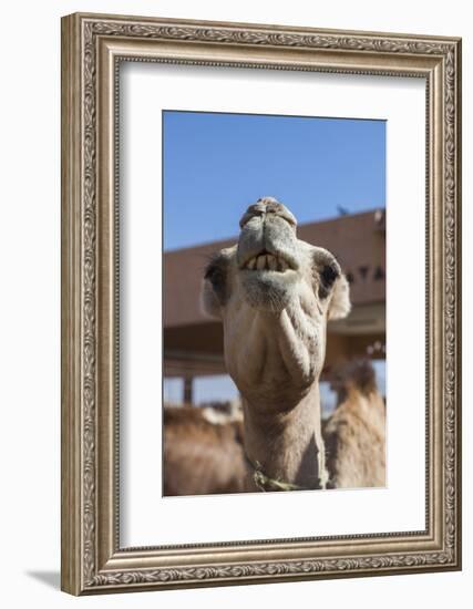 UAE, Al Ain. Jabel Hafeet, Al Ain Camel Market-Walter Bibikow-Framed Photographic Print