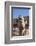 UAE, Al Ain. Jabel Hafeet, Al Ain Camel Market-Walter Bibikow-Framed Photographic Print