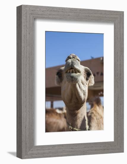 UAE, Al Ain. Jabel Hafeet, Al Ain Camel Market-Walter Bibikow-Framed Photographic Print