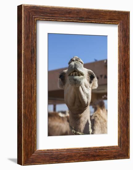 UAE, Al Ain. Jabel Hafeet, Al Ain Camel Market-Walter Bibikow-Framed Photographic Print