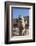 UAE, Al Ain. Jabel Hafeet, Al Ain Camel Market-Walter Bibikow-Framed Photographic Print