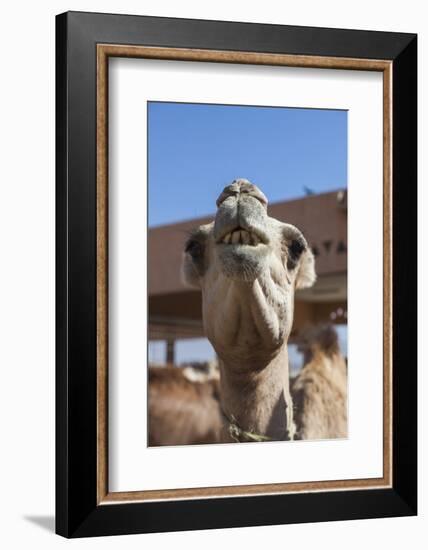 UAE, Al Ain. Jabel Hafeet, Al Ain Camel Market-Walter Bibikow-Framed Photographic Print