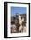 UAE, Al Ain. Jabel Hafeet, Al Ain Camel Market-Walter Bibikow-Framed Photographic Print