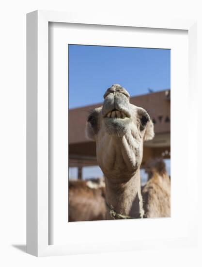 UAE, Al Ain. Jabel Hafeet, Al Ain Camel Market-Walter Bibikow-Framed Photographic Print