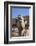 UAE, Al Ain. Jabel Hafeet, Al Ain Camel Market-Walter Bibikow-Framed Photographic Print