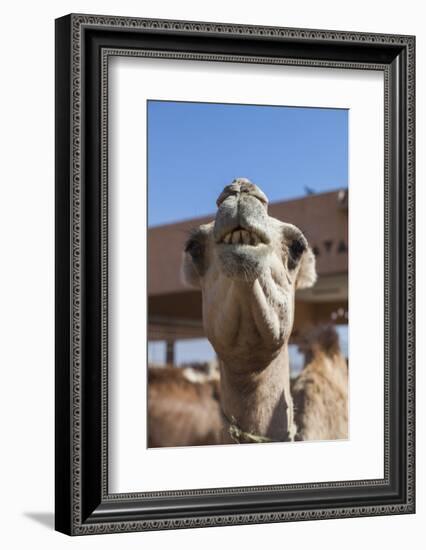 UAE, Al Ain. Jabel Hafeet, Al Ain Camel Market-Walter Bibikow-Framed Photographic Print