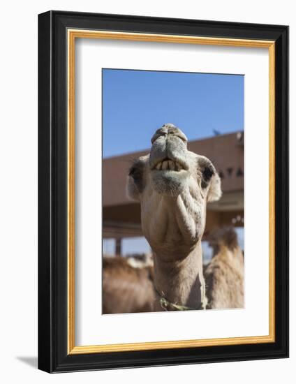 UAE, Al Ain. Jabel Hafeet, Al Ain Camel Market-Walter Bibikow-Framed Photographic Print