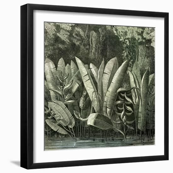 Ucayali Peru 1869-null-Framed Giclee Print