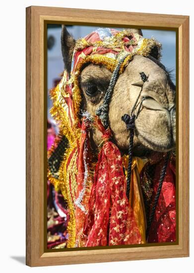 Udaipur, Rajasthan, India. India decorated Camel, Diwali Festival of Lights-Jolly Sienda-Framed Premier Image Canvas