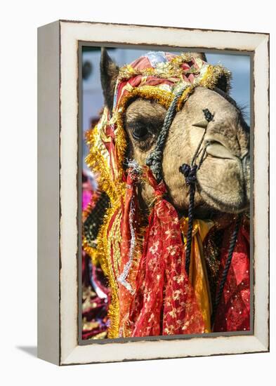 Udaipur, Rajasthan, India. India decorated Camel, Diwali Festival of Lights-Jolly Sienda-Framed Premier Image Canvas