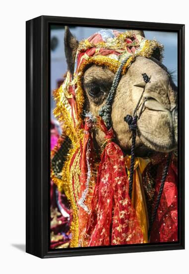 Udaipur, Rajasthan, India. India decorated Camel, Diwali Festival of Lights-Jolly Sienda-Framed Premier Image Canvas