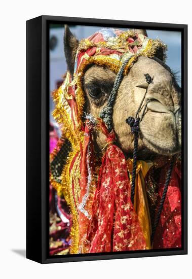 Udaipur, Rajasthan, India. India decorated Camel, Diwali Festival of Lights-Jolly Sienda-Framed Premier Image Canvas