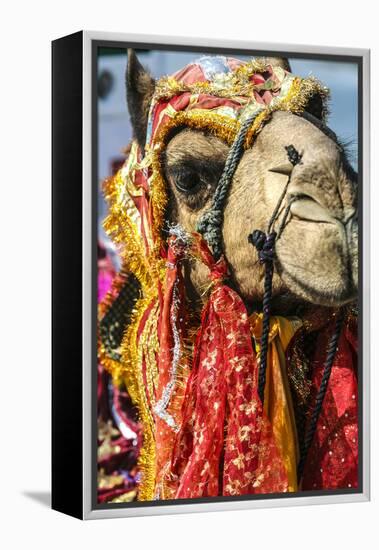 Udaipur, Rajasthan, India. India decorated Camel, Diwali Festival of Lights-Jolly Sienda-Framed Premier Image Canvas