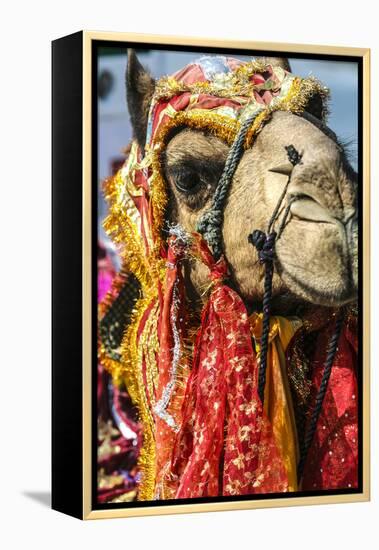 Udaipur, Rajasthan, India. India decorated Camel, Diwali Festival of Lights-Jolly Sienda-Framed Premier Image Canvas