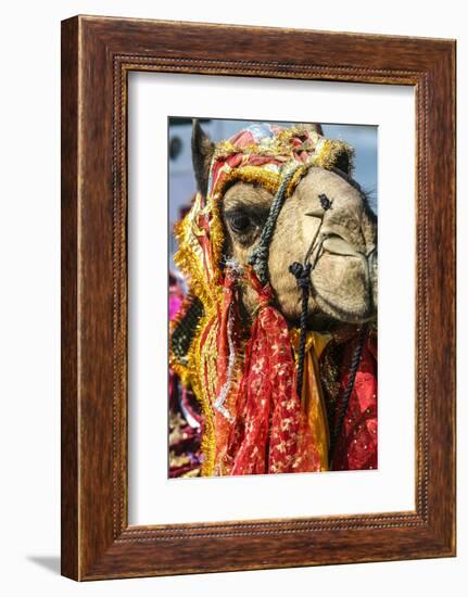 Udaipur, Rajasthan, India. India decorated Camel, Diwali Festival of Lights-Jolly Sienda-Framed Photographic Print