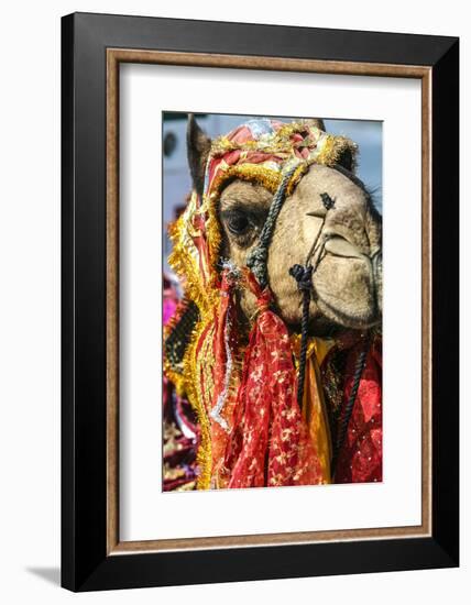 Udaipur, Rajasthan, India. India decorated Camel, Diwali Festival of Lights-Jolly Sienda-Framed Photographic Print