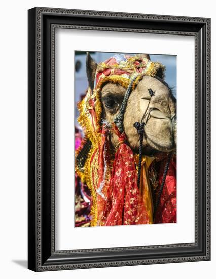 Udaipur, Rajasthan, India. India decorated Camel, Diwali Festival of Lights-Jolly Sienda-Framed Photographic Print