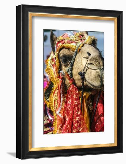 Udaipur, Rajasthan, India. India decorated Camel, Diwali Festival of Lights-Jolly Sienda-Framed Photographic Print