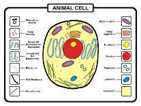 Animal Cell-udaix-Art Print