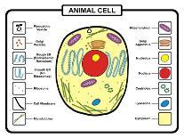 Animal Cell-udaix-Art Print