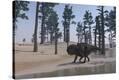 Stretched Canvas Print