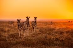 A Herd of Zebra Grazing in the Early Morning in Etosha, Namibia-Udo Kieslich-Laminated Photographic Print