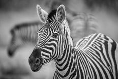 A Herd of Zebra Grazing in the Early Morning in Etosha, Namibia-Udo Kieslich-Framed Premier Image Canvas