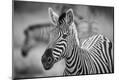 Photographic Print