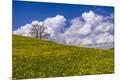 Premium Photographic Print