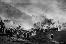 horses-Ümmü Nisan-Photographic Print