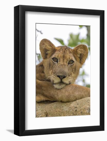 Uganda, Ishasha, Queen Elizabeth National Park. Lioness in tree, resting on branch.-Emily Wilson-Framed Photographic Print