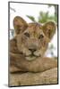 Uganda, Ishasha, Queen Elizabeth National Park. Lioness in tree, resting on branch.-Emily Wilson-Mounted Photographic Print