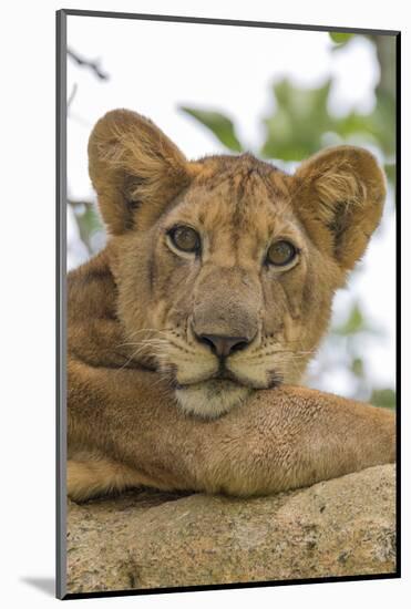 Uganda, Ishasha, Queen Elizabeth National Park. Lioness in tree, resting on branch.-Emily Wilson-Mounted Photographic Print